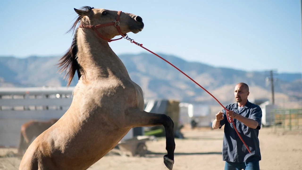 Фильм Мустанг (2017)